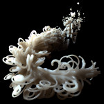 Milk Coral