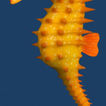 Seahorse