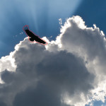 Bird Removal from Time-lapse